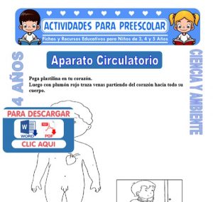 Ficha de Aparato Circulatorio para Niños de 4 Años