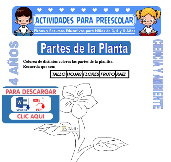 Ficha de Partes de la Planta para Niños de 4 Años