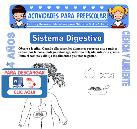 Ficha de Sistema Digestivo para Niños de 4 Años
